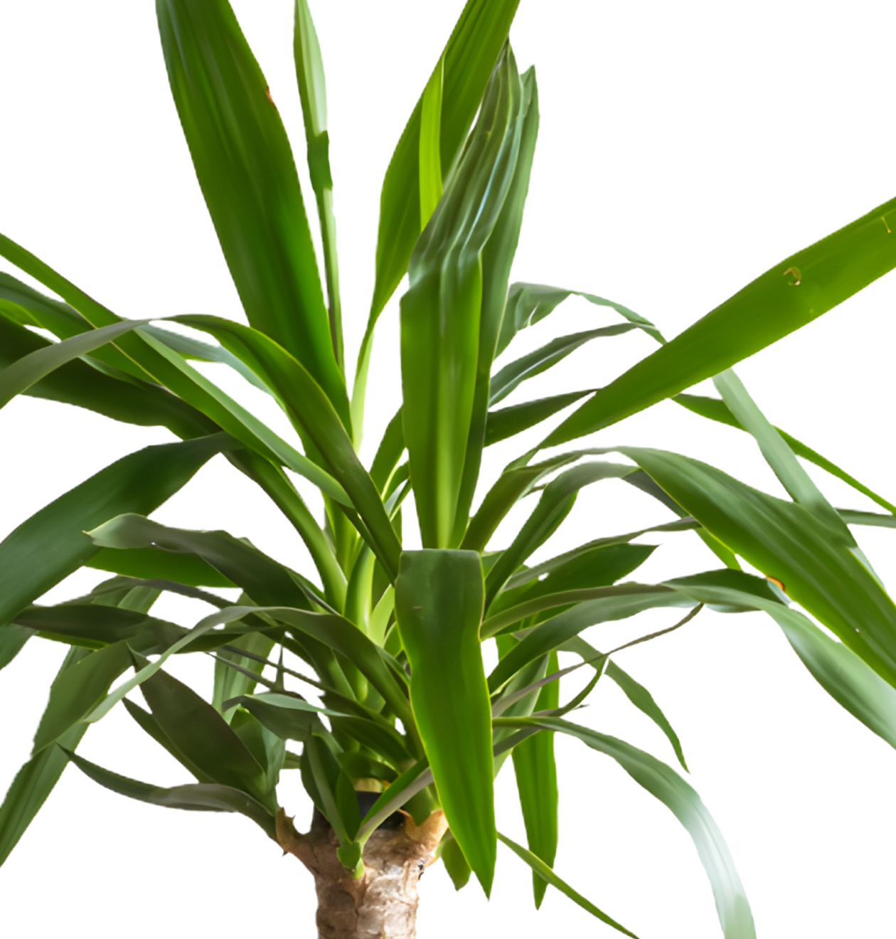 5er - Set | Monstera | Drachenbaum | Palmlilie | Goldfruchtpalme | Einblatt | +/ - 45 - 70cm | ø 12 - 15cm Topf - Blume Ideal