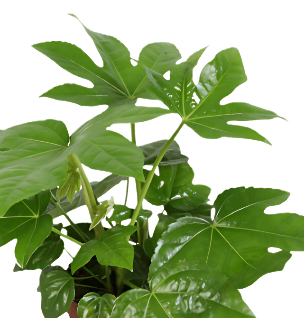 5er - Set "Palmenfreunde" | Goldfruchtpalme | Bergpalme | Drachenbaum | Korbmarante | Zimmeraralie | +/ - 40 - 55cm | ø 12 - 15cm Topf - Blume Ideal