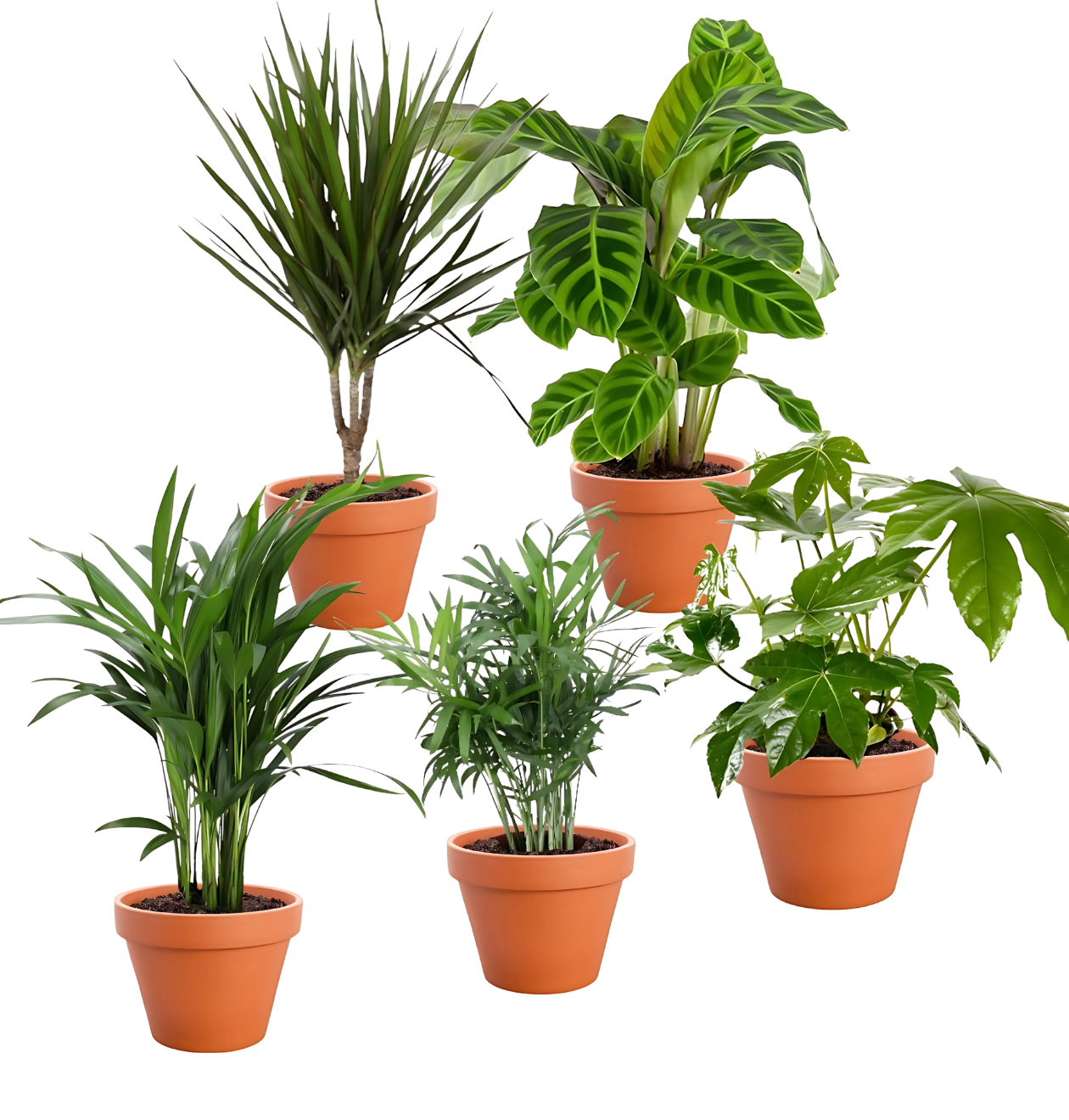 5er - Set "Palmenfreunde" | Goldfruchtpalme | Bergpalme | Drachenbaum | Korbmarante | Zimmeraralie | +/ - 40 - 55cm | ø 12 - 15cm Topf - Blume Ideal