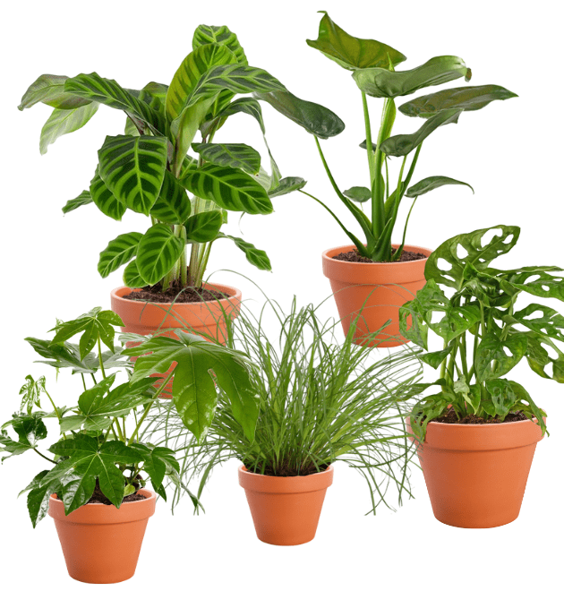 5er - Set “Safari” | Elefantenohr | Korbmarante | Zimmeraralie | Katzengras | Monkey Leaf | +/ - 20 - 55cm | ø 12 - 15cm Topf - Blume Ideal