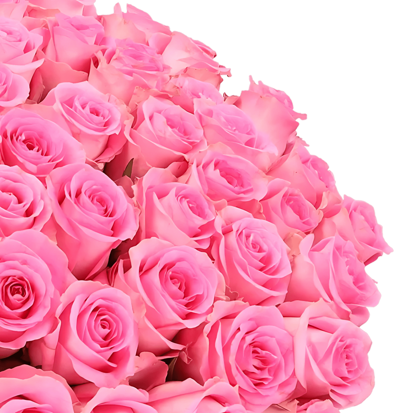 60 pinke Rosen - Blume Ideal