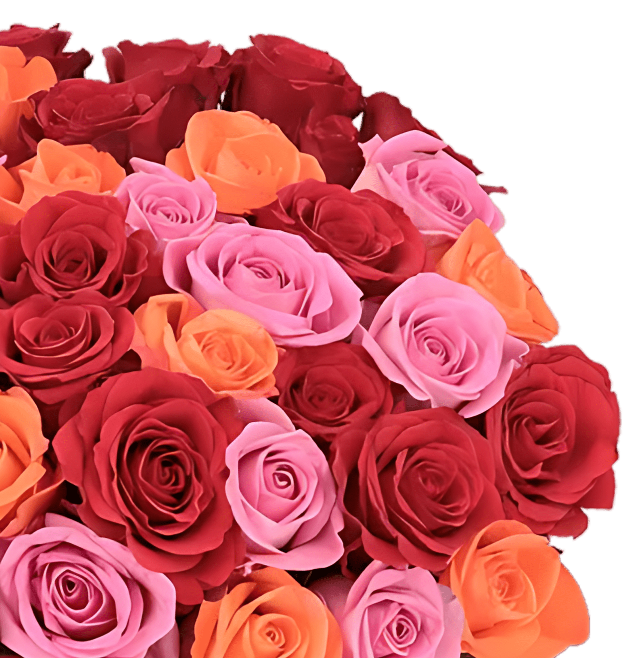 60 Rosen - “Rosenbeet” - Blume Ideal