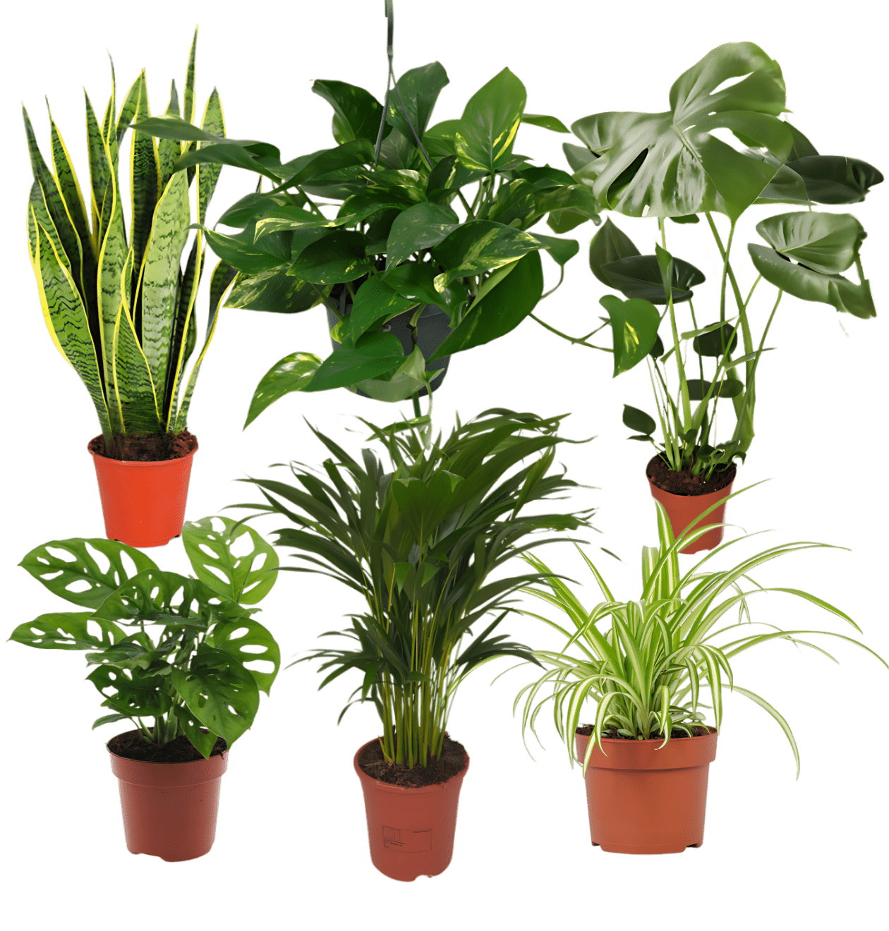 6er - Set “EasyCare” | Monstera | Bogenhanf | Efeutute | Grünlilie | Affenblatt | Goldfruchtpalme | +/ - 30 - 60cm | ø 12 - 15cm Topf - Blume Ideal