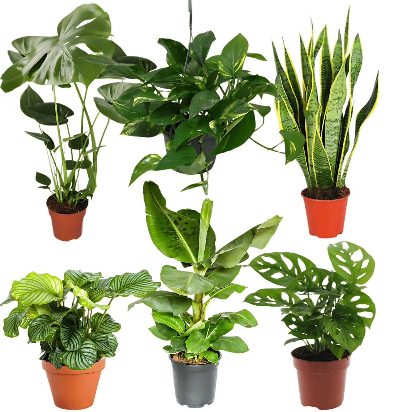 6er - Set “Exotica” | Bananenpflanze | Korbmarante | Affenblatt | Efeutute | Bogenhanf | Monstera | +/ - 25 - 50cm | ø 12 - 15cm Topf - Blume Ideal
