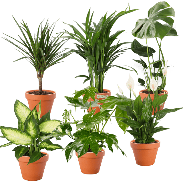 6er - Set | Monstera | Dieffenbachie | Einblatt | Goldfruchtpalme | Drachenbaum | Zimmeraralie | +/ - 30 - 60cm | ø 12 - 15cm Topf - Blume Ideal