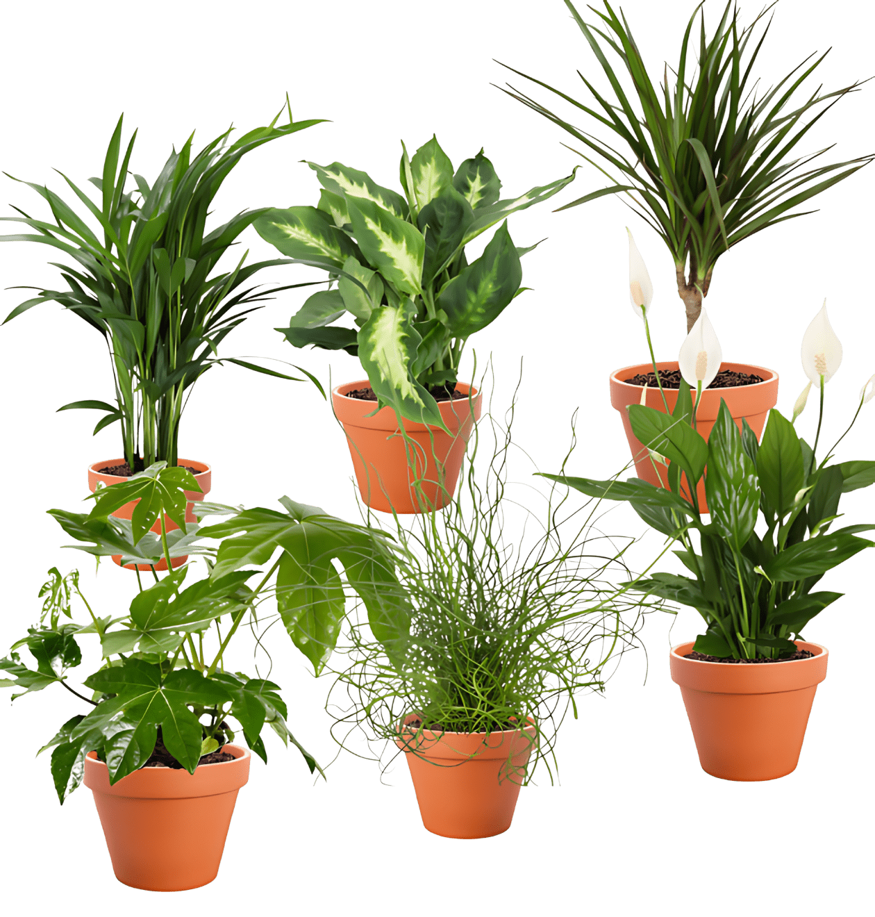 6er - Set Tropical Jungle | Fatsia | Goldfruchtpalme | Korbmarante | Einblatt | Liebeslocke | Drachenbaum | +/ - 40 - 60cm | ø 12 - 15cm Topf - Blume Ideal