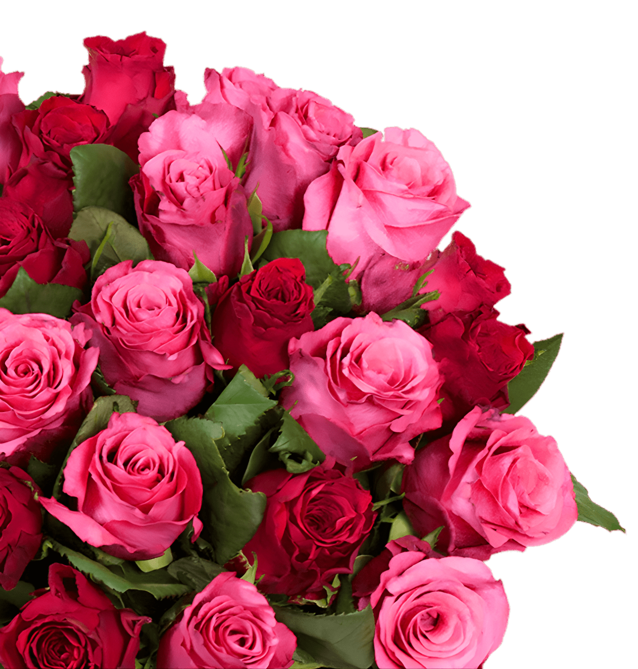 70 Rosen - "Romantic Roses" - Blume Ideal