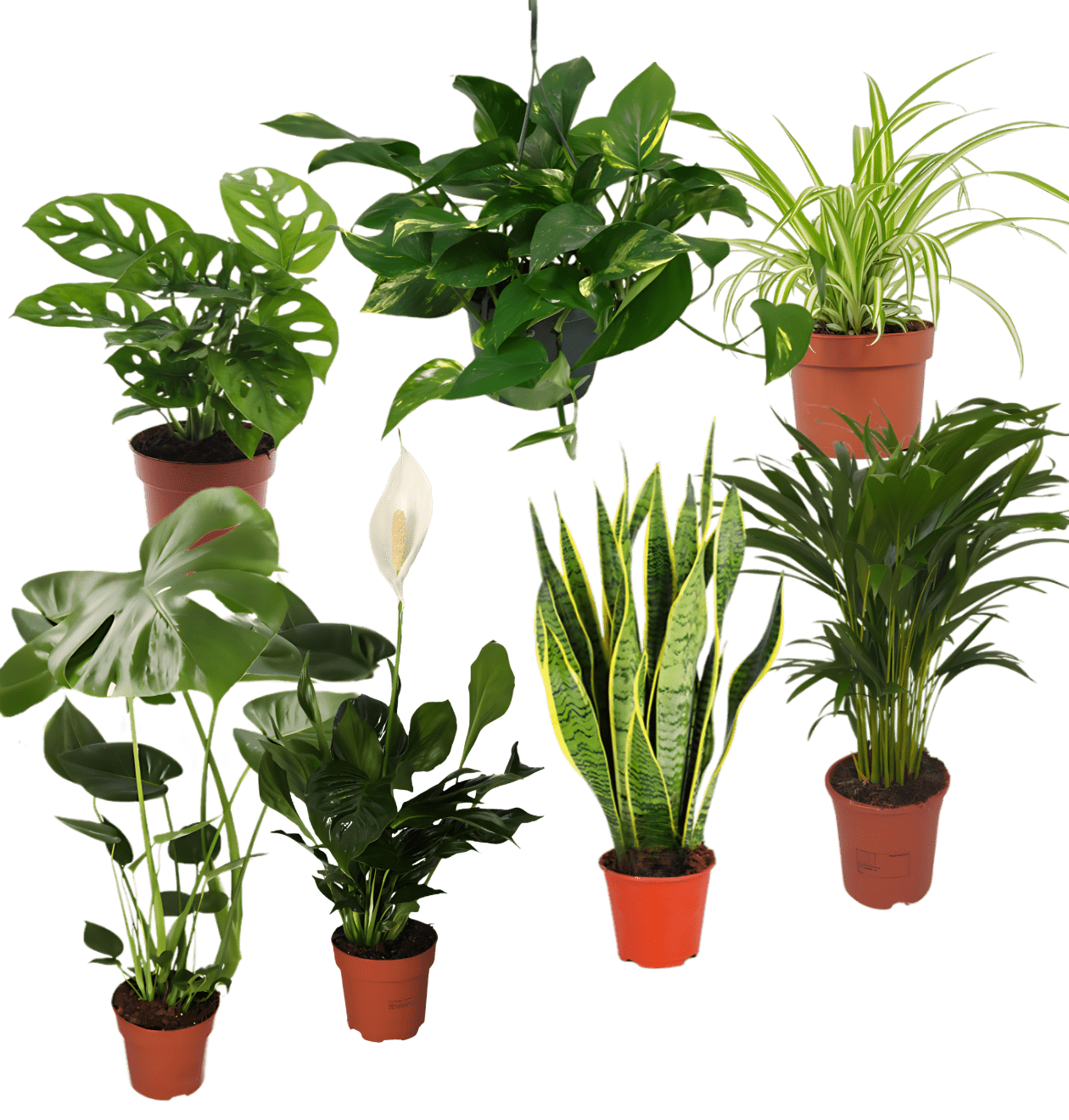 7er - Set “EasyCare” | Monstera | Bogenhanf | Efeutute | Grünlilie | Affenblatt | Goldfruchtpalme | Spathiphyllum | +/ - 30 - 60cm | ø 12 - 15cm Topf - Blume Ideal
