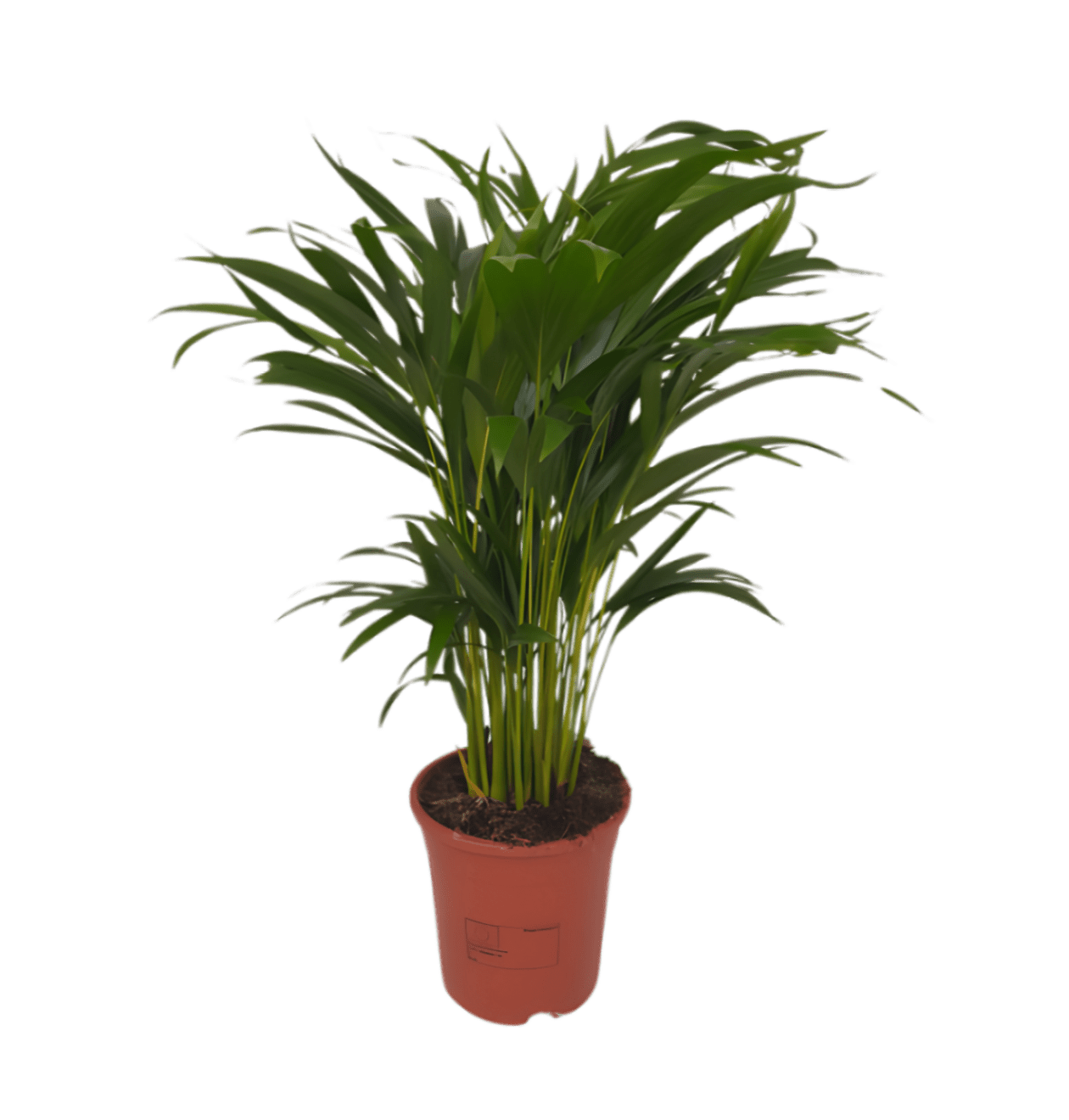 7er Set | Monstera | Einblatt | Dieffenbachie | Drachenbaum | Korbmarante | Goldfruchtpalme | Zimmerzypresse | +/ - 40 - 60cm | ø 12 - 15cm Topf - Blume Ideal