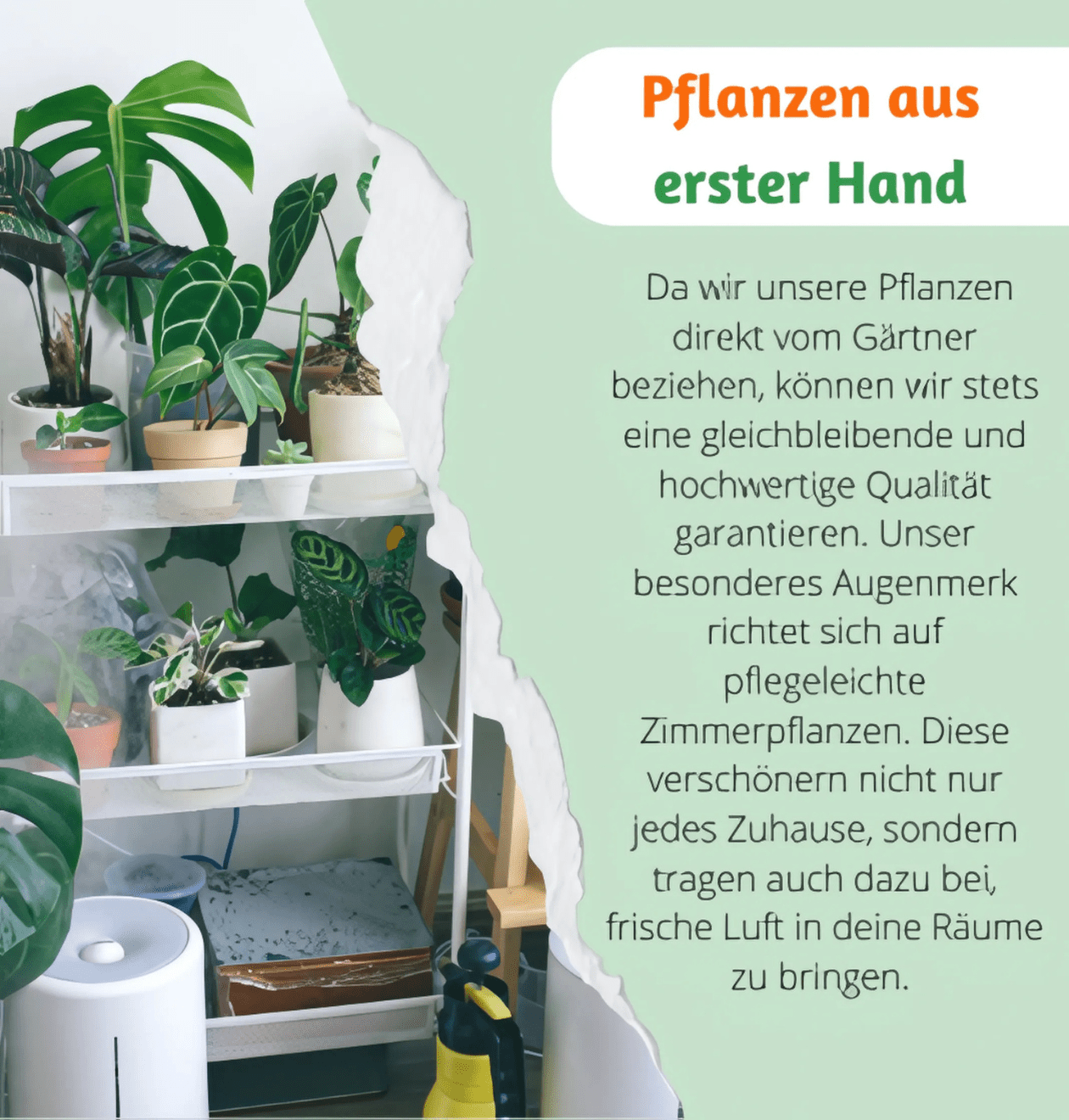 7er Set | Monstera | Einblatt | Dieffenbachie | Drachenbaum | Korbmarante | Goldfruchtpalme | Zimmerzypresse | +/ - 40 - 60cm | ø 12 - 15cm Topf - Blume Ideal