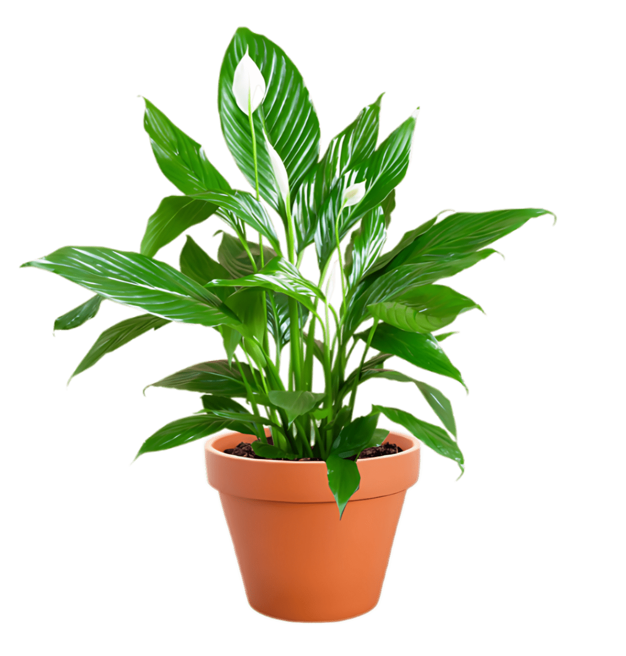 7er Set | Monstera | Einblatt | Dieffenbachie | Drachenbaum | Korbmarante | Goldfruchtpalme | Zimmerzypresse | +/ - 40 - 60cm | ø 12 - 15cm Topf - Blume Ideal