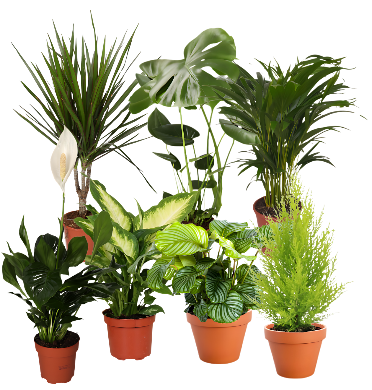 7er Set | Monstera | Einblatt | Dieffenbachie | Drachenbaum | Korbmarante | Goldfruchtpalme | Zimmerzypresse | +/ - 40 - 60cm | ø 12 - 15cm Topf - Blume Ideal