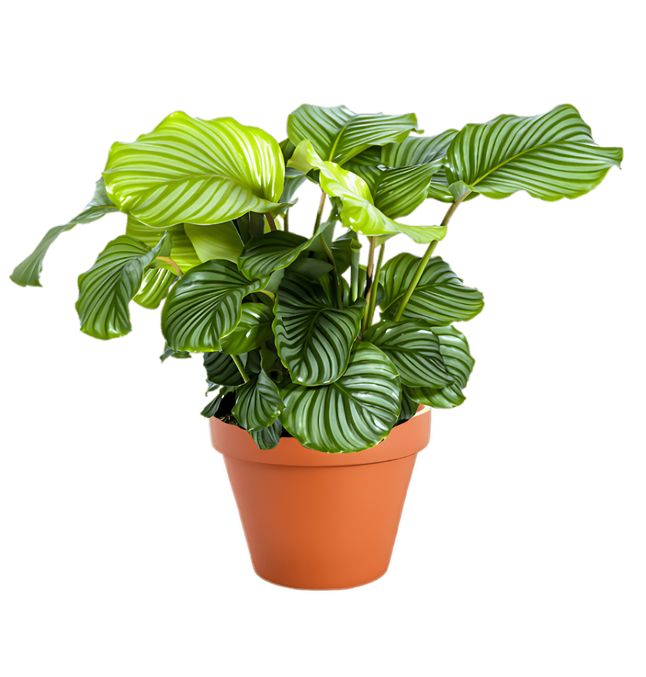 7er Set | Monstera | Einblatt | Dieffenbachie | Drachenbaum | Korbmarante | Goldfruchtpalme | Zimmerzypresse | +/ - 40 - 60cm | ø 12 - 15cm Topf - Blume Ideal
