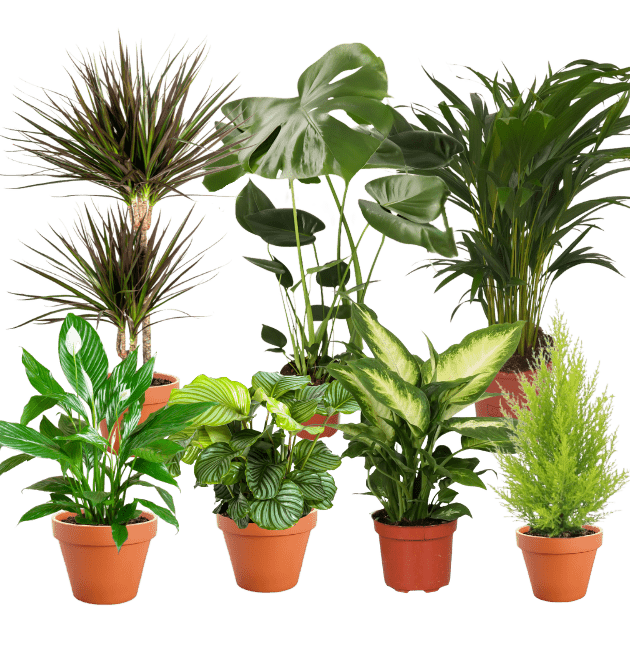 7er Set | Monstera | Einblatt | Dieffenbachie | Drachenbaum | Korbmarante | Goldfruchtpalme | Zimmerzypresse | +/ - 40 - 60cm | ø 12 - 15cm Topf - Blume Ideal