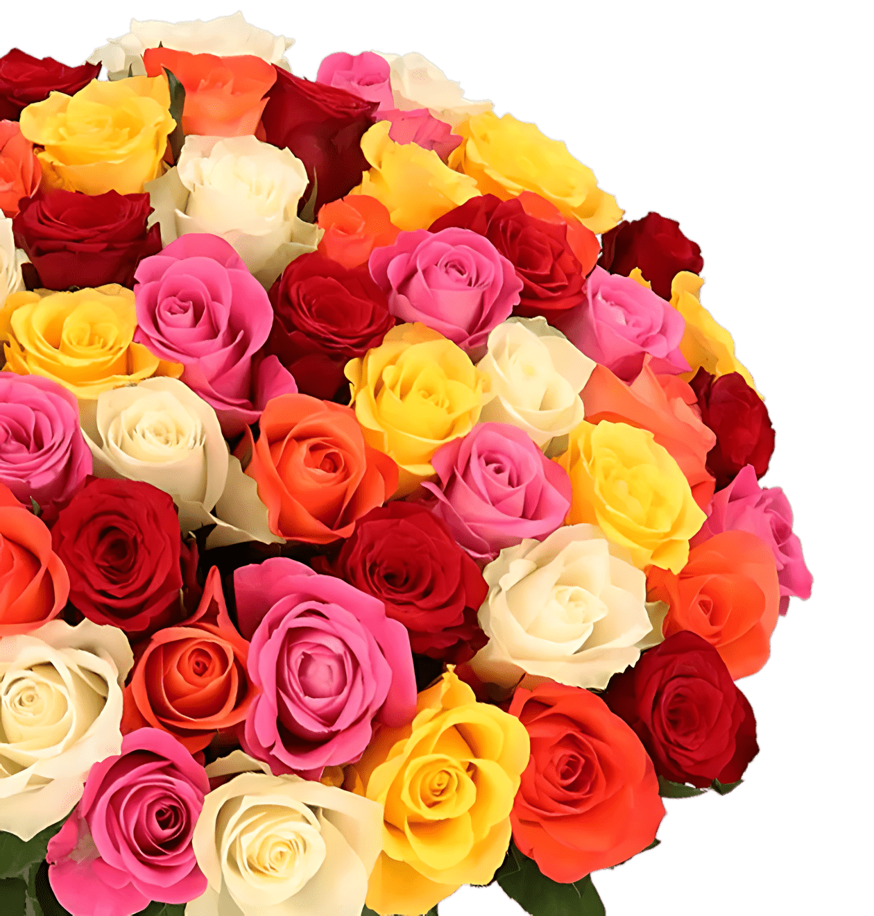 80 Bunte Rosen (2x40 Stück) - Blume Ideal