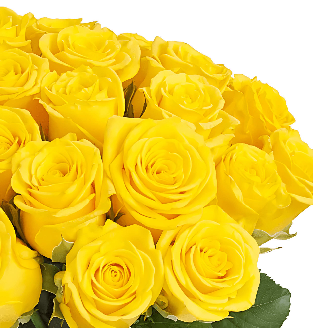 80 Gelbe Rosen (2x40 Stück) - Blume Ideal