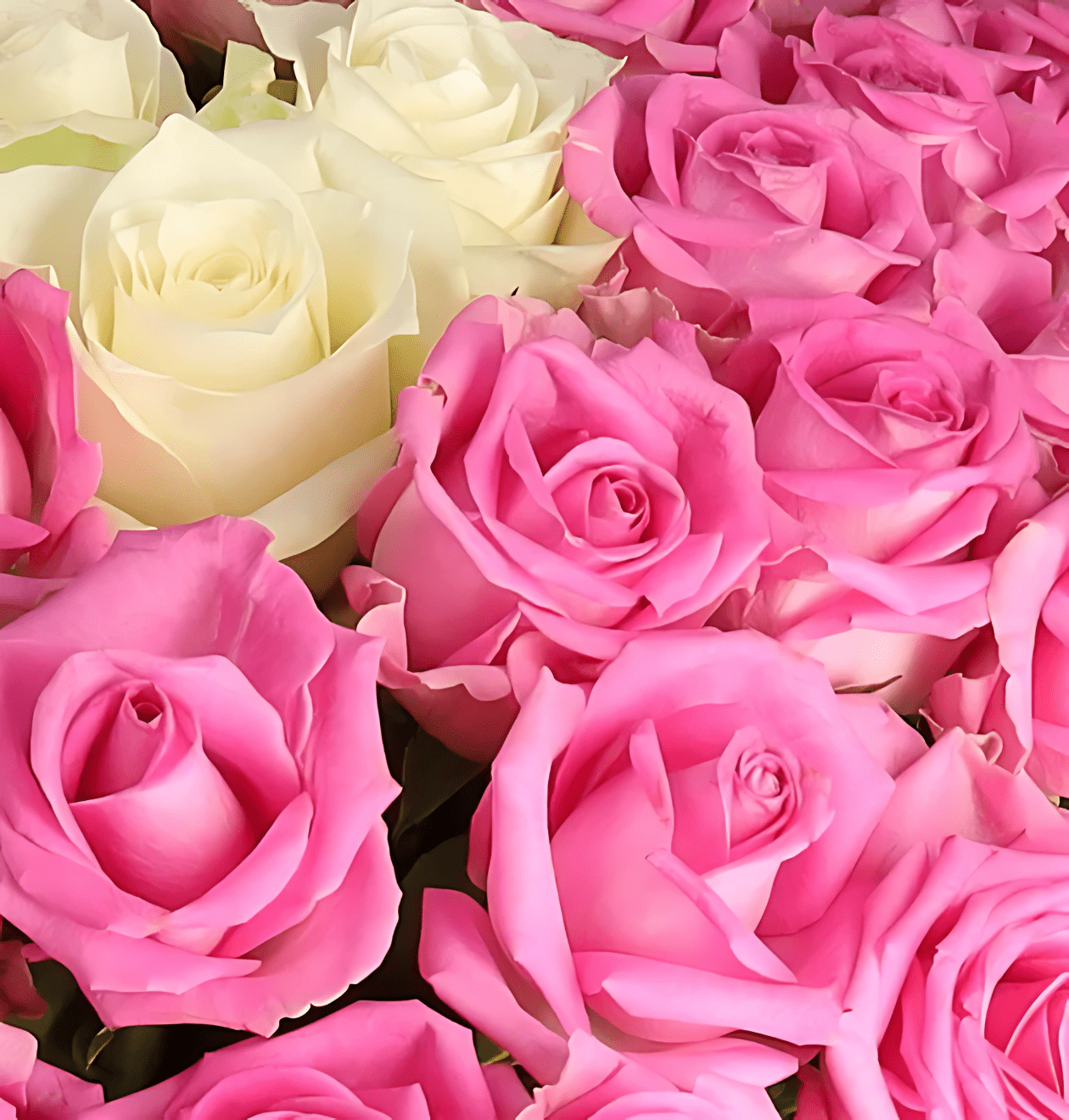 80 Rosen - "Pink Special" (2x40 Stück) - Blume Ideal