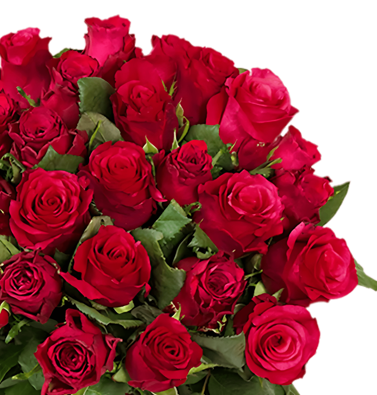 80 Rote Rosen (2x40 Stück) - Blume Ideal