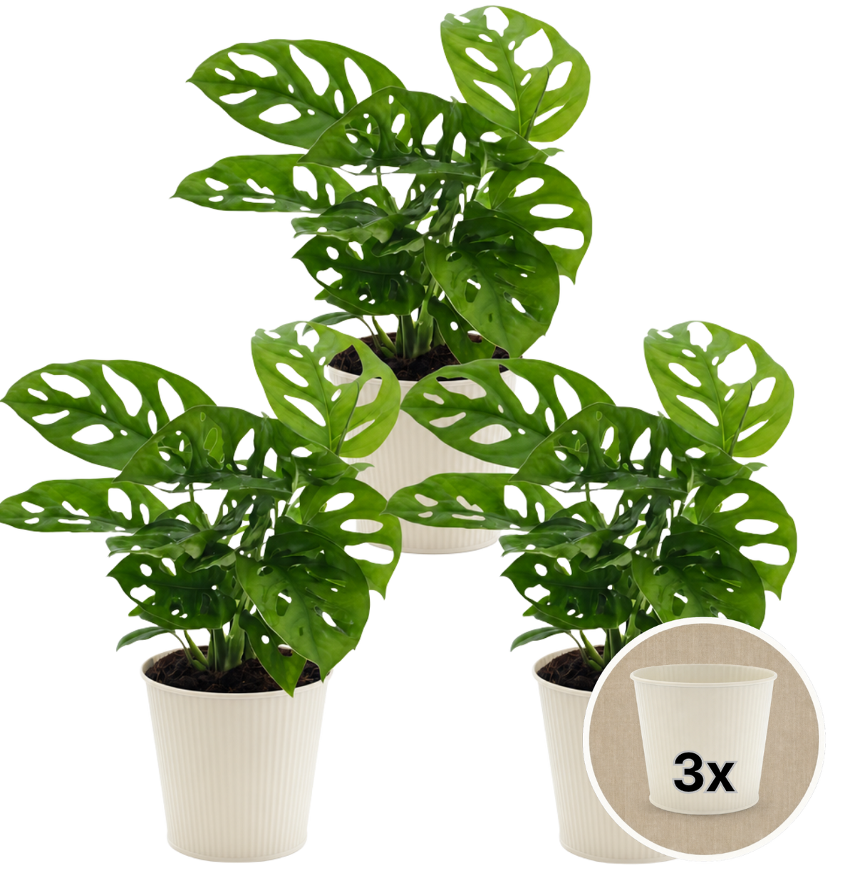 Monstera adansonii + 3x Cremefarbener Zinktopf | 3er-Set | Monkey Leaf | ca. 25-30 cm | Ø 12-15 cm Topf