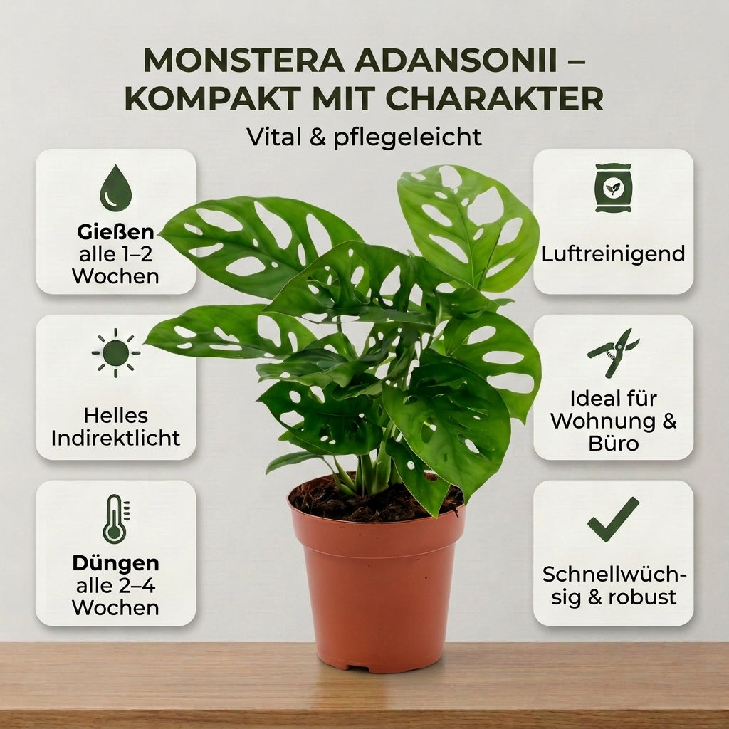Monstera adansonii + 1x Seegraskorb | Monkey Leaf | ca. 25-30 cm | Ø 12-15 cm Topf