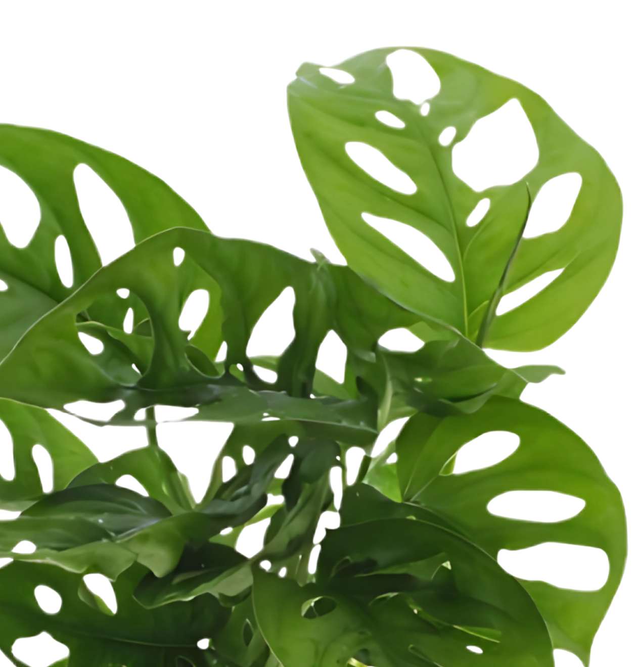 Monstera adansonii | Affenblatt | ca. 25-30 cm | Ø 12-15 cm Topf