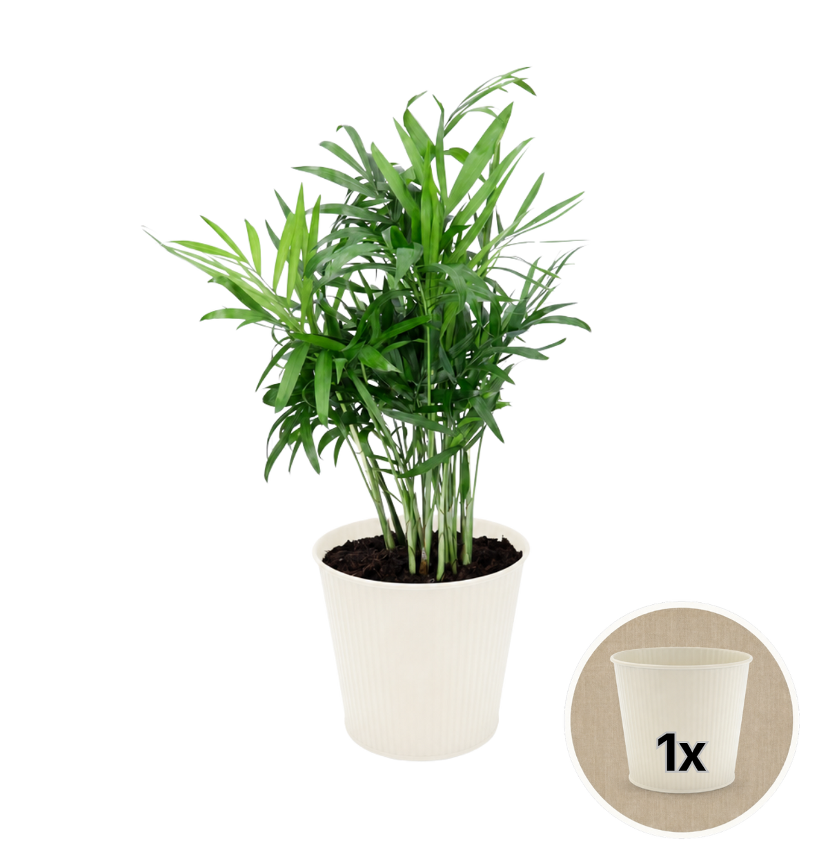 Bergpalme + 1x Cremefarbener Zinktopf | Chamaedorea elegans | ca. 40-45 cm | Ø 12-15 cm Topf
