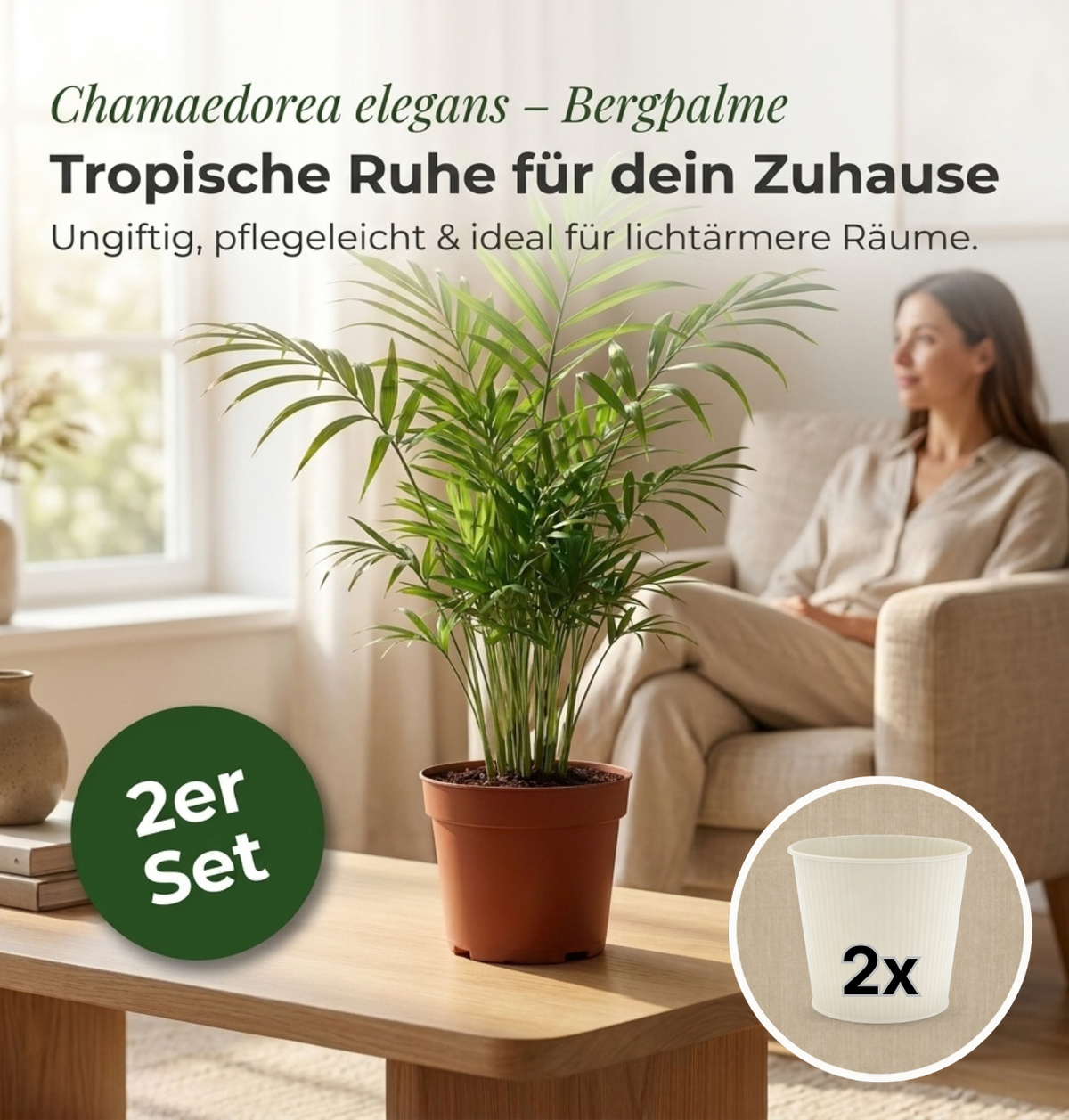 Bergpalme + 2x Cremefarbener Zinktopf | 2er-Set | Chamaedorea elegans | ca. 40-45 cm | Ø 12-15 cm Topf