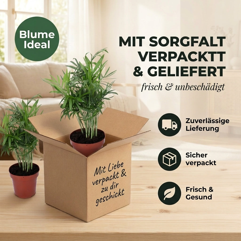 Bergpalme + 2x Cremefarbener Zinktopf | 2er-Set | Chamaedorea elegans | ca. 40-45 cm | Ø 12-15 cm Topf