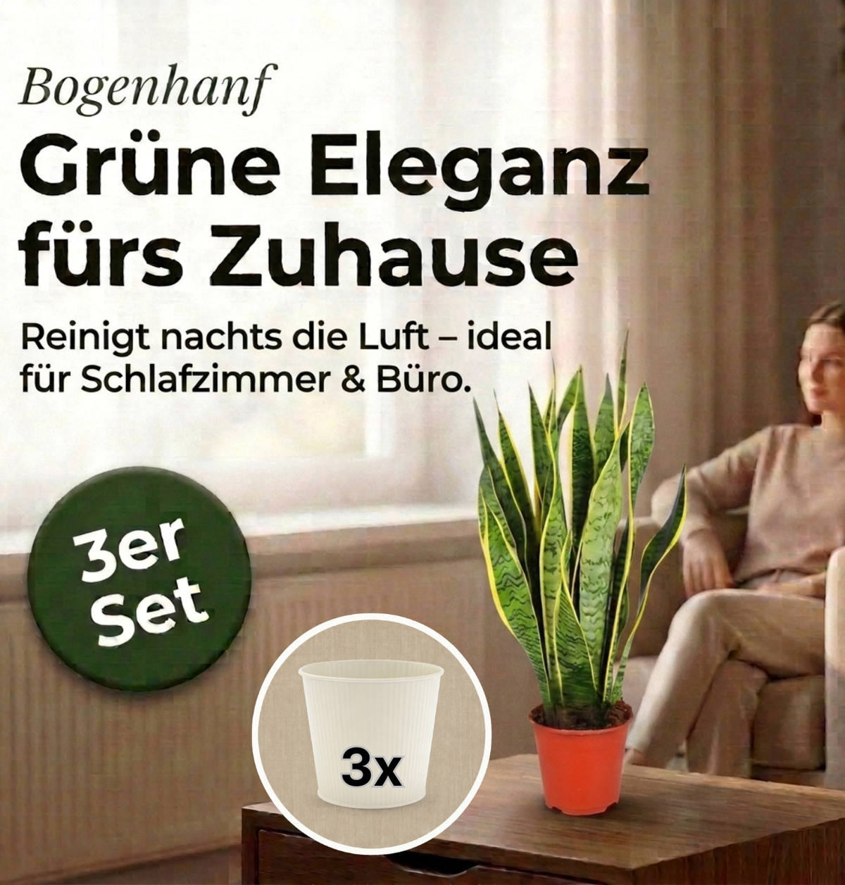 Bogenhanf + 3x Cremefarbener Zinktopf | 3er-Set | Sansevieria | ca. 40-50 cm | Ø 12-15 cm Topf