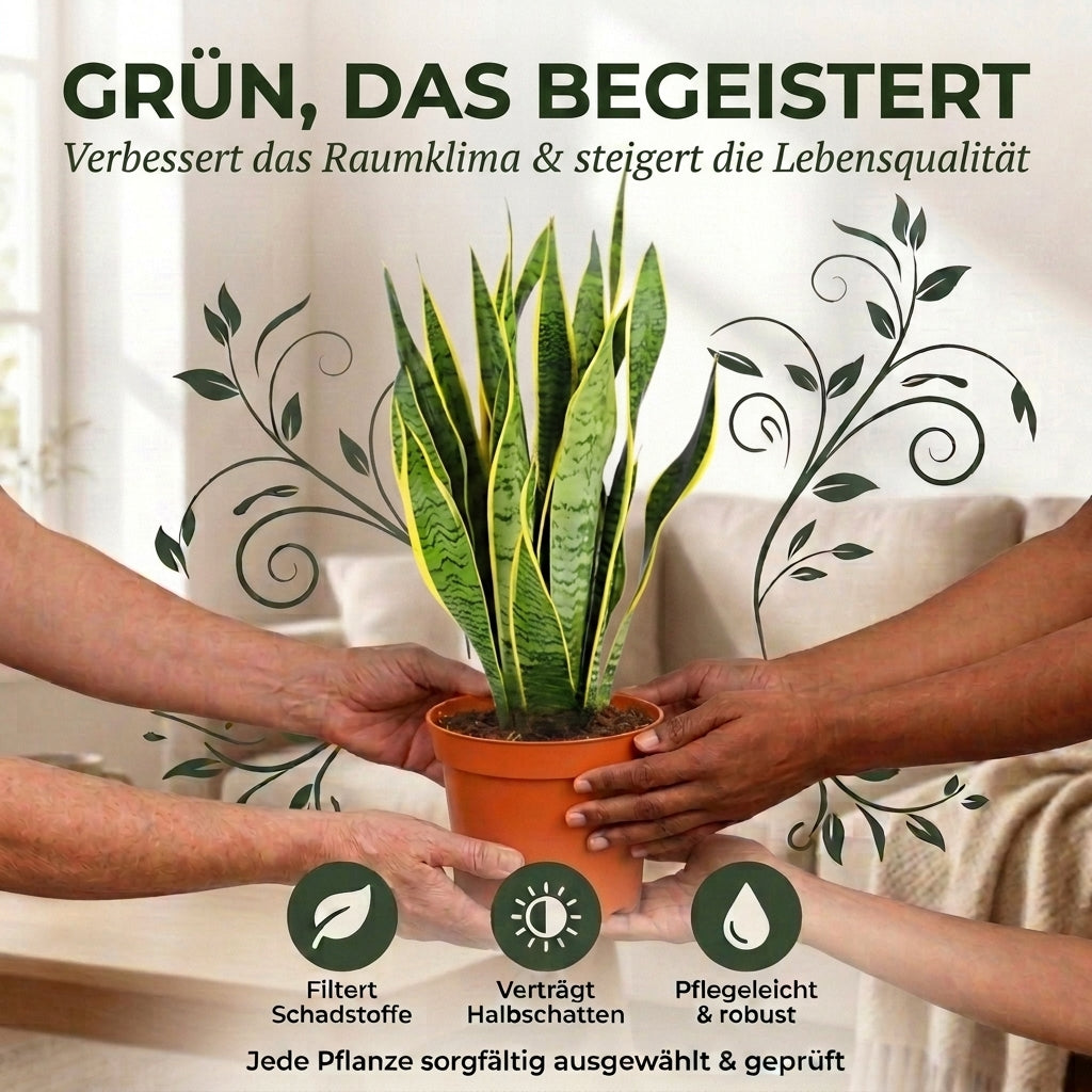 Bogenhanf + 2x Cremefarbener Zinktopf | 2er-Set | Sansevieria | ca. 40-50 cm | Ø 12-15 cm Topf