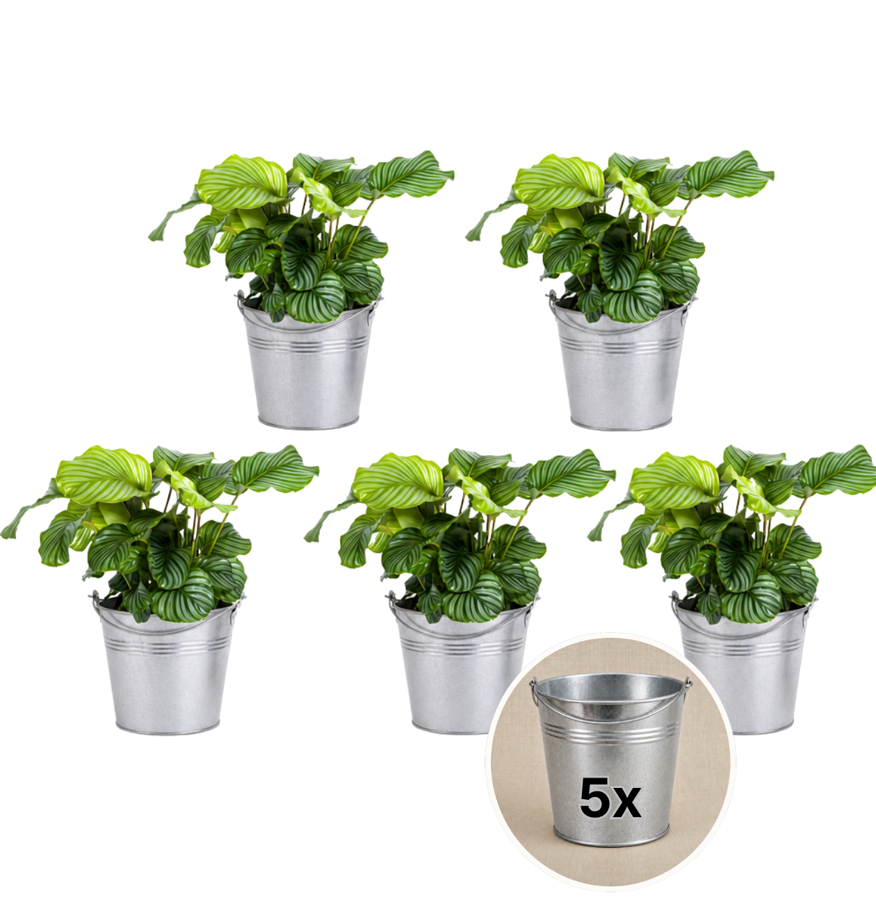 Korbmarante + Zinktopf | 5er-Set | Calathea | ca. 40-50 cm | Ø 12-15 cm Topf