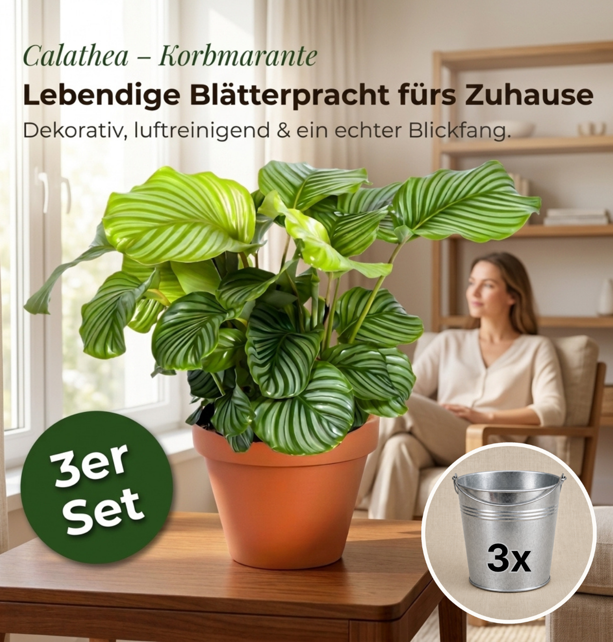 Korbmarante + Zinktopf | 3er-Set | Calathea | ca. 40-50 cm | Ø 12-15 cm Topf