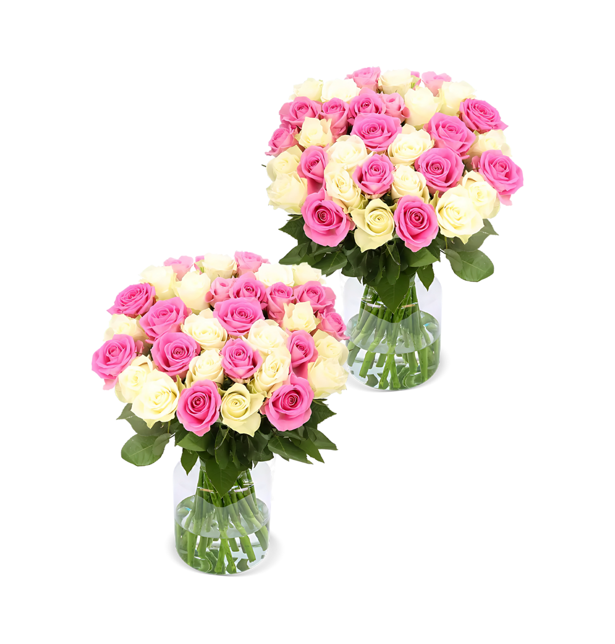 80 Rosen - "Candy Cotton" (2x40 Stück)