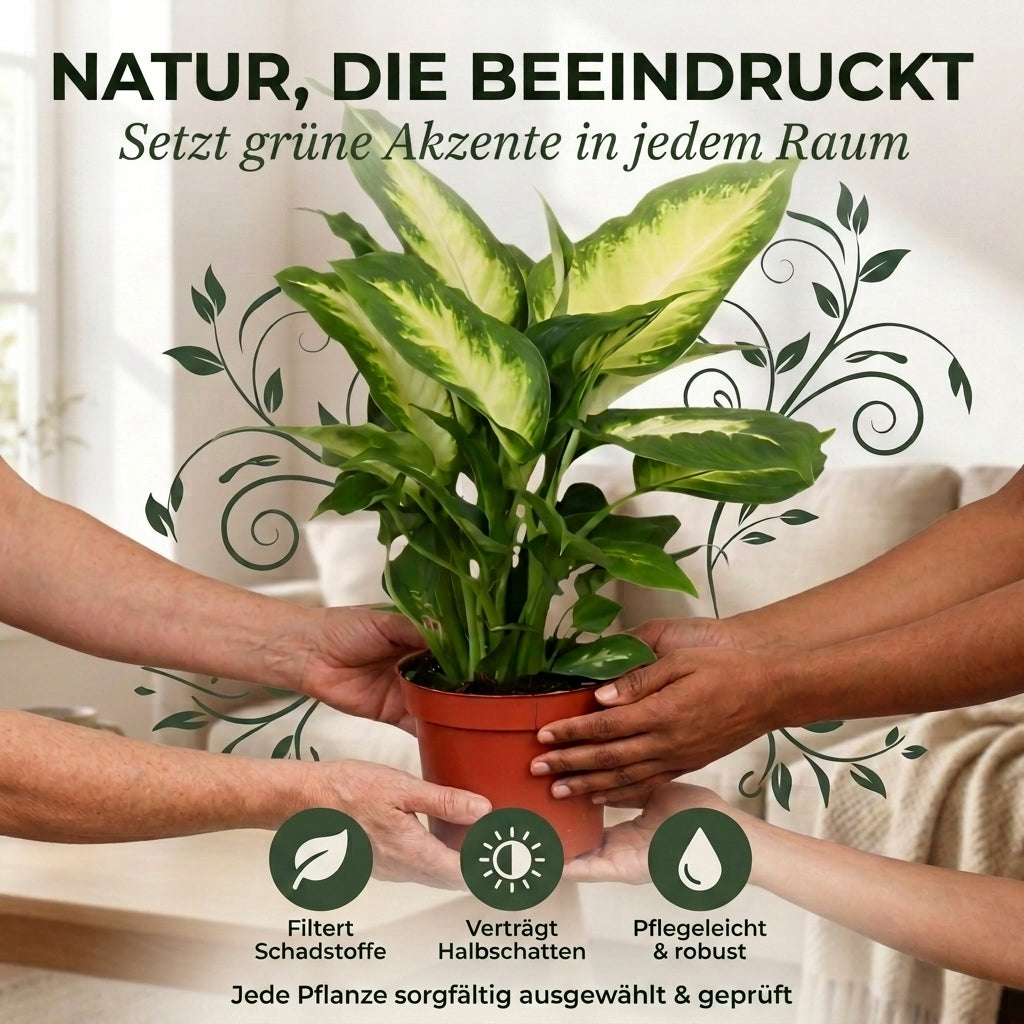 Dieffenbachia + 2x Cremefarbener Zinktopf | 2er-Set | ca. 40-50 cm | Ø 12-15 cm Topf