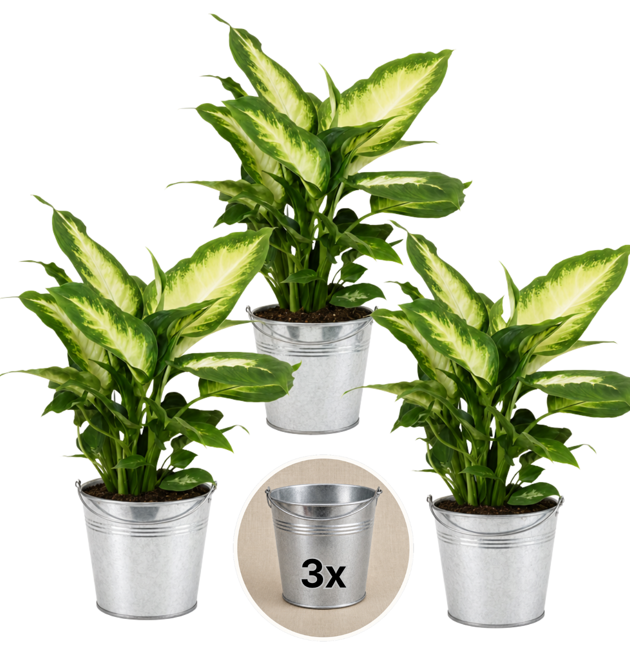 Dieffenbachia + 3x Zinktopf | 3er-Set | ca. 40-50 cm | Ø 12-15 cm Topf