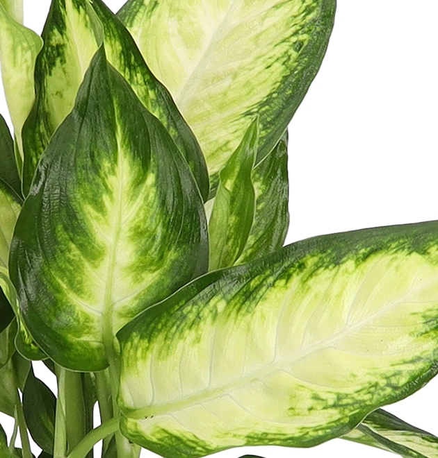 4er-Set| Monstera | Einblatt | Dieffenbachie | Goldfruchtpalme |+/- 40-45cm | ø 12-15cm Topf