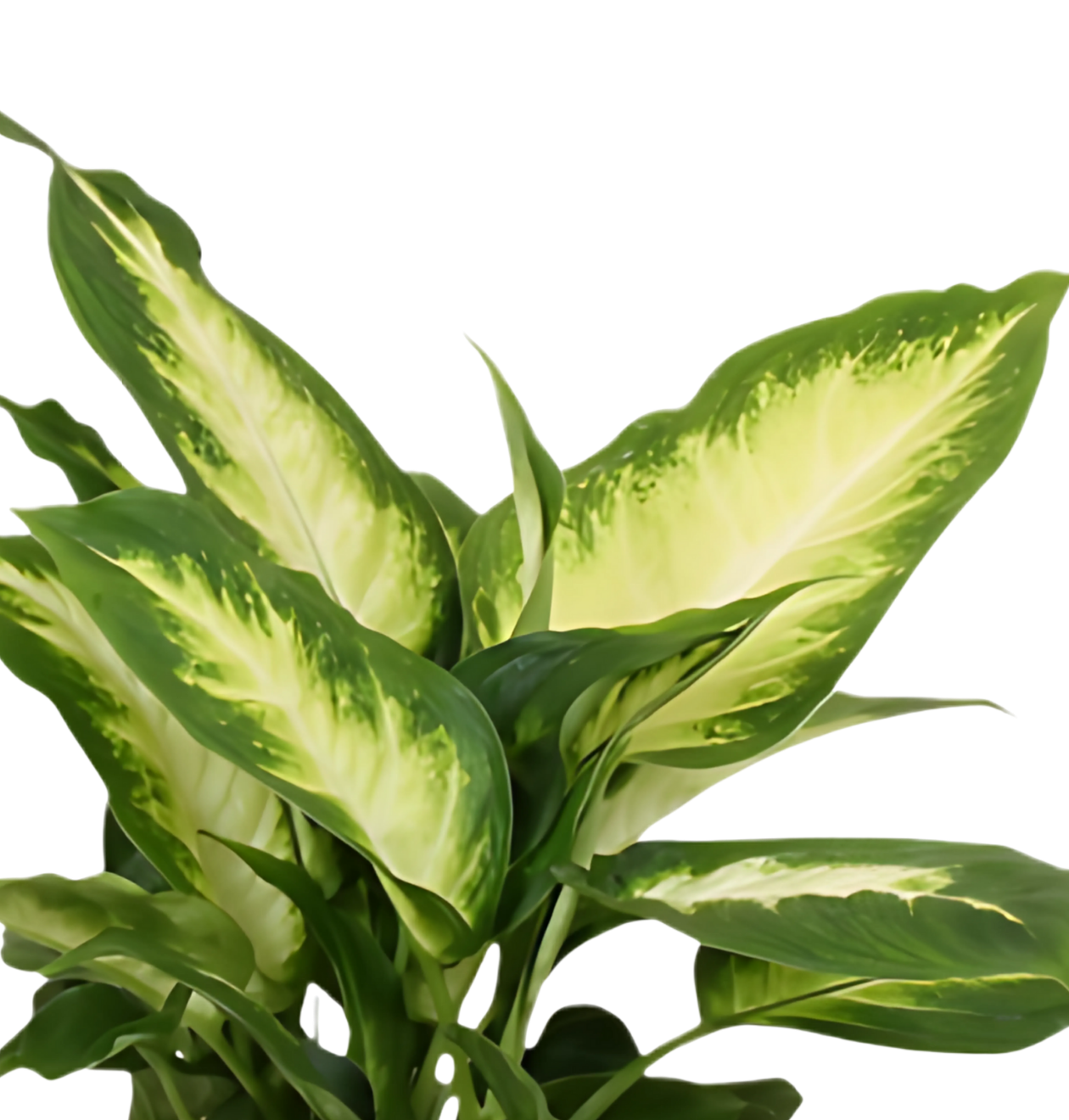 Dieffenbachia | ca. 40-50 cm | Ø 12-15 cm Topf