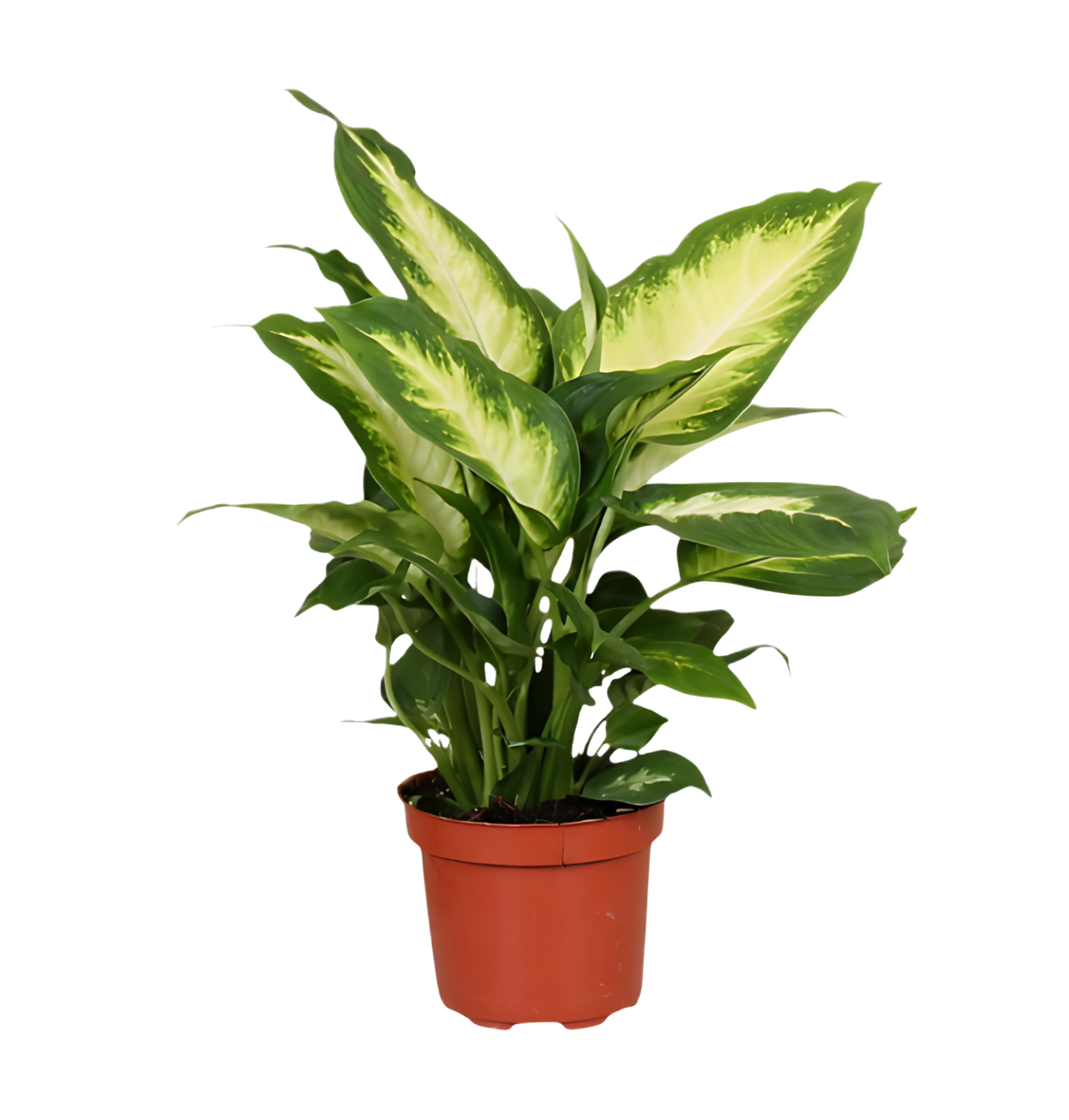 Dieffenbachia | ca. 40-50 cm | Ø 12-15 cm Topf