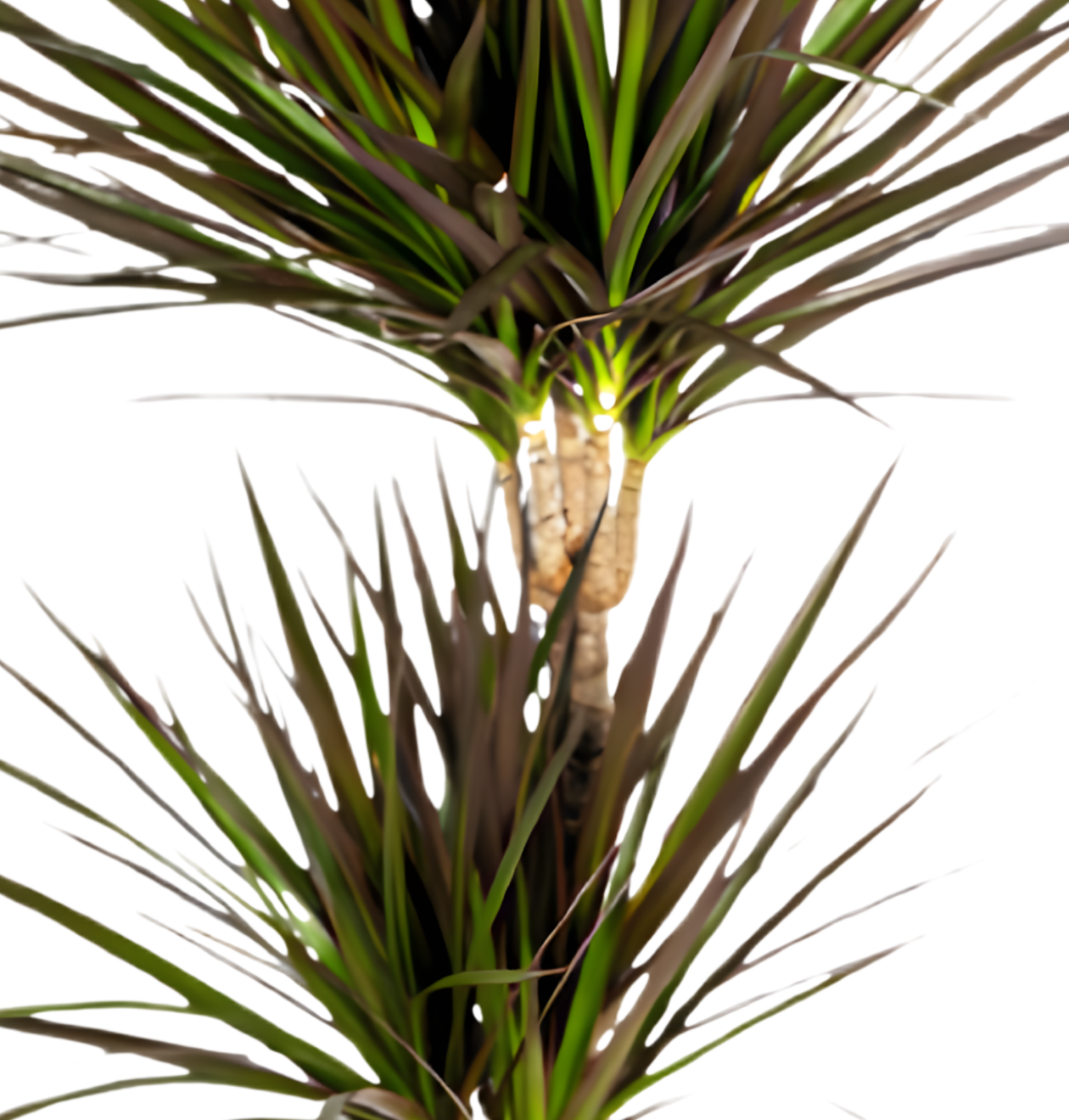 Drachenbaum | Dracaena | ca. 40-50 cm | Ø 12-15 cm Topf