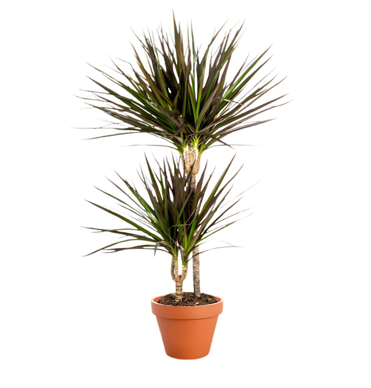 Drachenbaum | Dracaena | ca. 40-50 cm | Ø 12-15 cm Topf