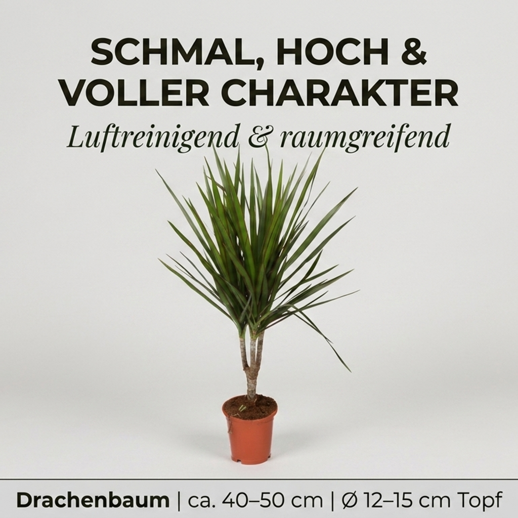Drachenbaum + 2x Cremefarbener Zinktopf | 2er-Set | Dracaena | ca. 40-50 cm | Ø 12-15 cm Topf