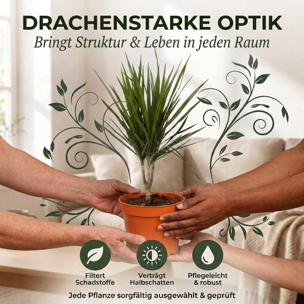 Drachenbaum + 1x Zinktopf | Dracaena | ca. 40-50 cm | Ø 12-15 cm Topf