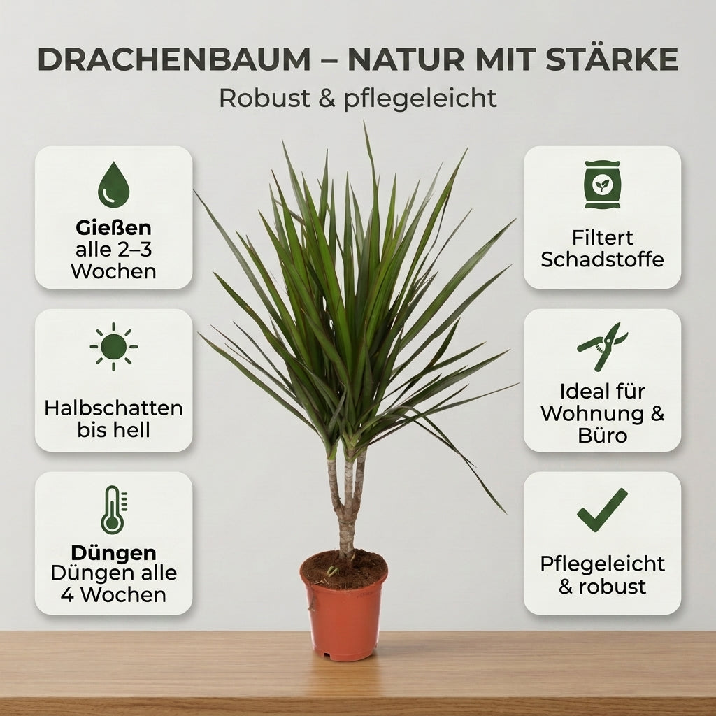 Drachenbaum + 3x Cremefarbener Zinktopf | 3er-Set | Dracaena | ca. 40-50 cm | Ø 12-15 cm Topf