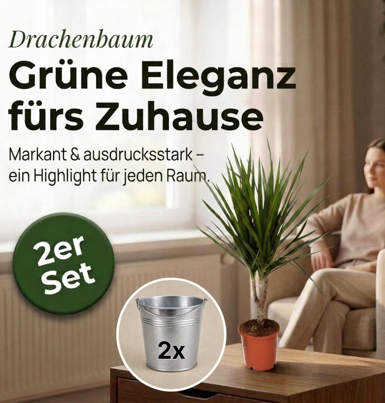 Drachenbaum + 2x Zinktopf | 2er-Set | Dracaena | ca. 40-50 cm | Ø 12-15 cm Topf