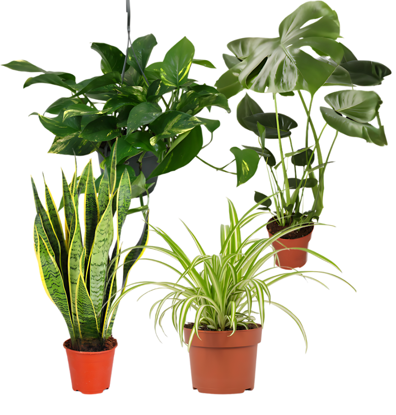 4er-Set “EasyCare” | Monstera | Bogenhanf | Efeutute | Grünlilie | +/- 30-60cm | ø 12-15cm Topf