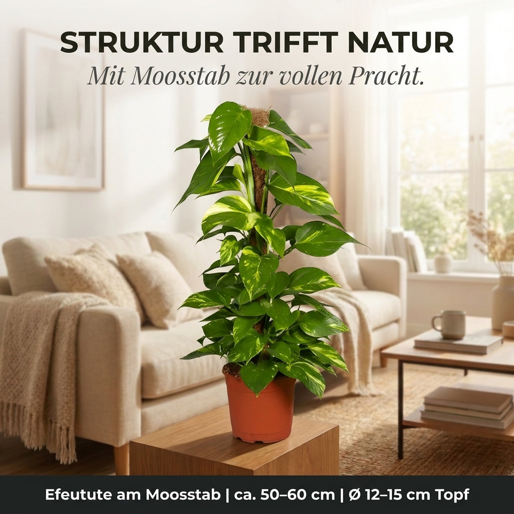 Efeutute am Moosstab + 1x Zinktopf | Epipremnum Aureum | ca. 50-60 cm | Ø 12-15 cm Topf
