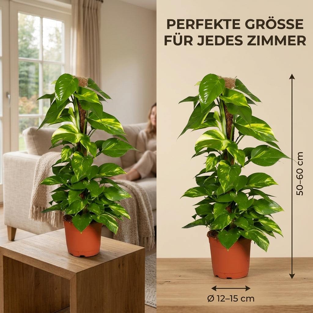 Efeutute am Moosstab + 3x Zinktopf | 3er-Set | Epipremnum Aureum | ca. 50-60 cm | Ø 12-15 cm Topf
