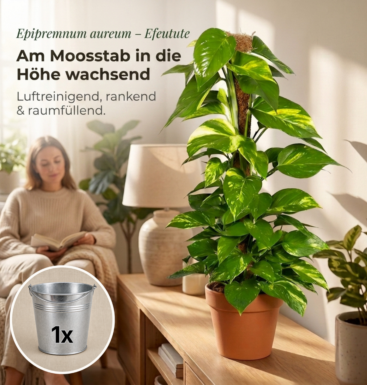 Efeutute am Moosstab + 1x Zinktopf | Epipremnum Aureum | ca. 50-60 cm | Ø 12-15 cm Topf