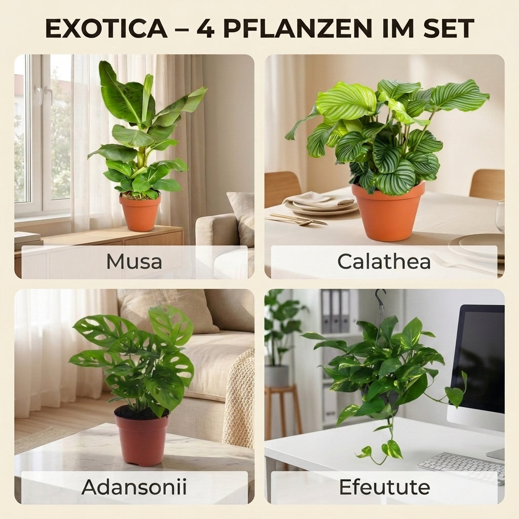 “Exotica” Pflanzenset + 4x Cremefarbener Zinktopf | 4er-Set | ca. 25-50 cm | Ø 12-15 cm Topf