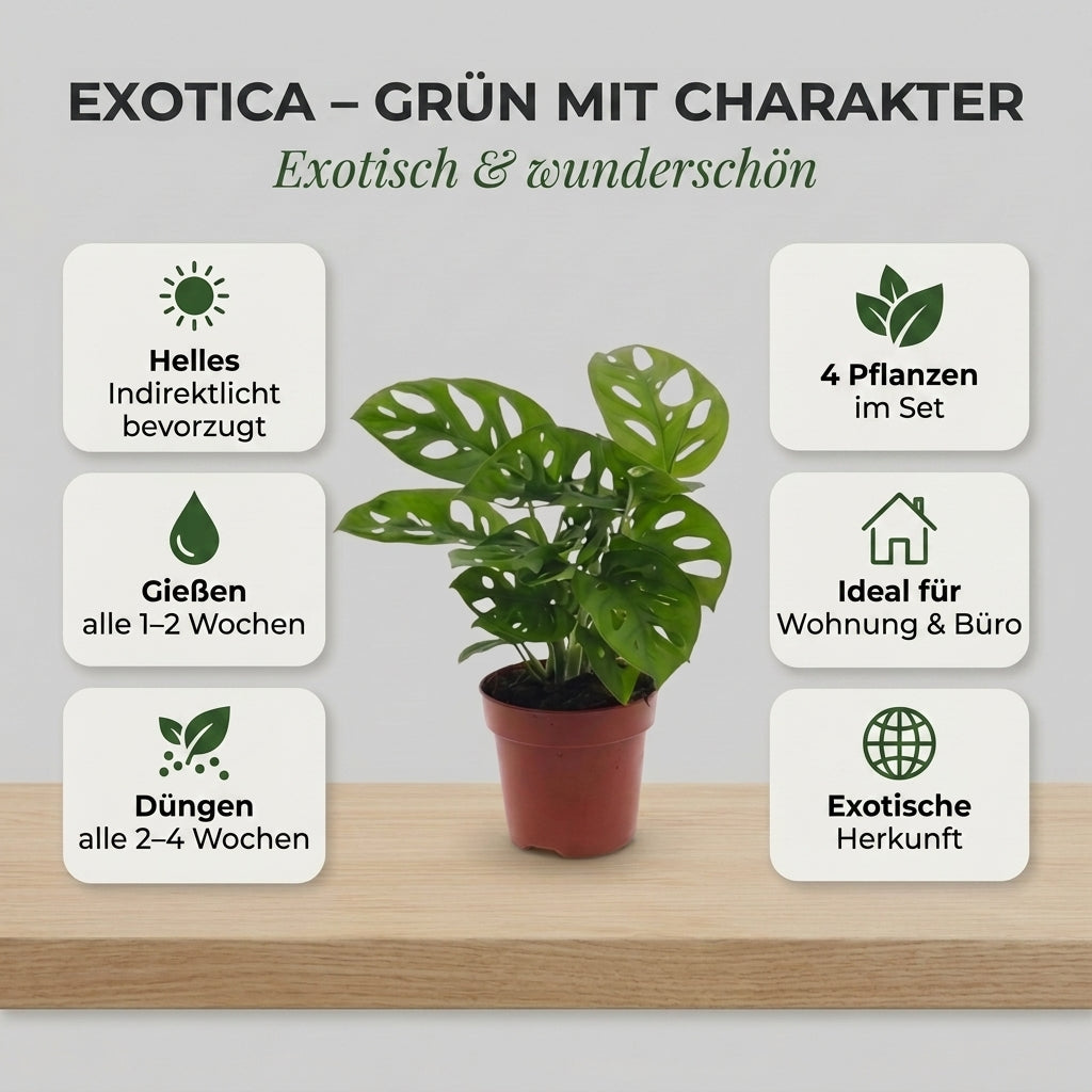 “Exotica” Pflanzenset + 4x Cremefarbener Zinktopf | 4er-Set | ca. 25-50 cm | Ø 12-15 cm Topf